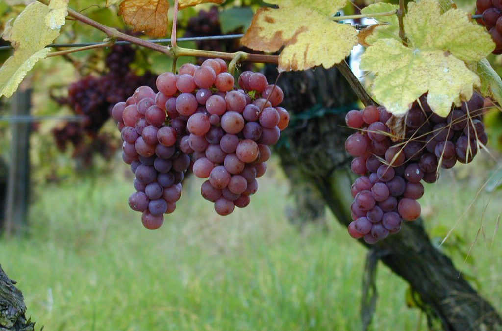 Winnica-Pana-1024x675