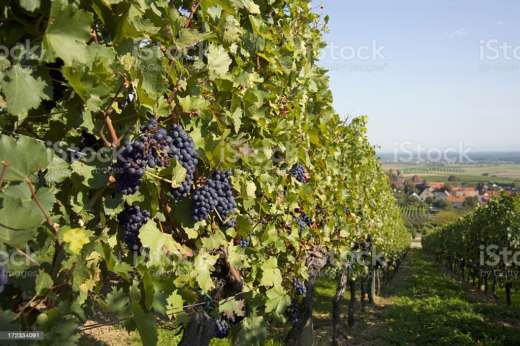 istockphoto-172334091-1024x1024